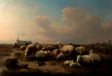 De Schapen