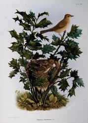 Tuinfluiter (Sylvia hortensis), gravure door Oscar Dressler, uit Natuurlijke Geschiedenis van Vogels die Nestelen in Lombardije, door Eugenio Bettoni (1845-1898), Italië