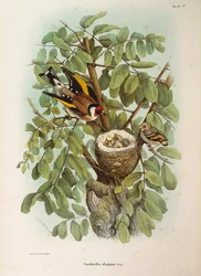 Illustratie uit Eugenio Bettoni