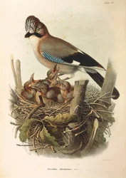 Illustratie uit Eugenio Bettoni