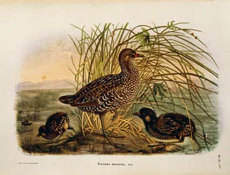 Illustratie uit Eugenio Bettoni