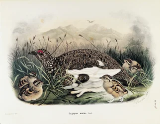 Illustratie uit Eugenio Bettoni