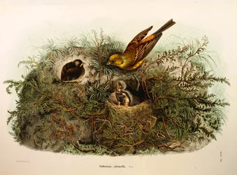 Illustratie uit Eugenio Bettoni