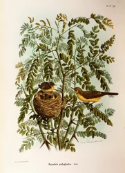 Illustratie uit Eugenio Bettoni