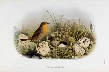 Afbeelding van roodborstje (Rubecula familiaris) (Chromolithografie)