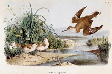 Voorstelling van de Becassine Chevalier guignette (Actitis hypoleuca) (Chromolithografie)