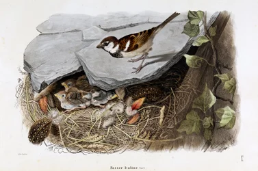 Voorstelling van de Cisalpijnse mus (Passer domesticus italiae of Italiaanse mus) (Chromolithografie)