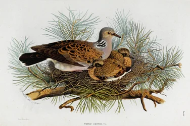Afbeelding van de duif (tortelduif) (Chromolithografie)