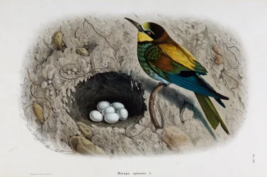 Voorstelling van de Europese bijeneter of Merops apiaster (Chromolithografie)
