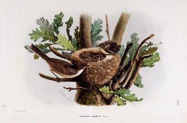 Afbeelding van de Falvette Curruca Orphea (Chromolithografie)