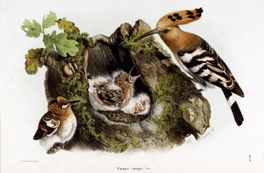 Afbeelding van de Huppe fasciee (Upupa epops) (Hop) (Chromolithografie)