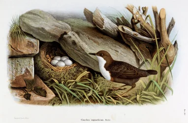 Afbeelding van de vogel Cincle duiker (Cinclus aquaticus) (Chromolithografie)