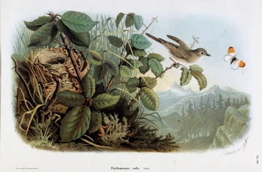 Voorstelling van de snelle kip (Phyllopneuste rufa) (Tjiftjaf) (Chromolithografie)