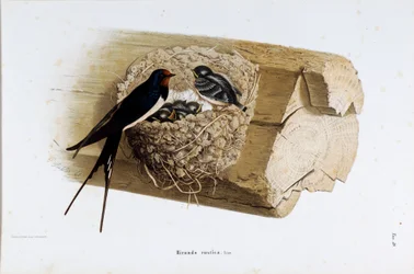 Voorstelling van het zwaluwnest (Hirundo rustica of zwaluw) (Chromolithografie)