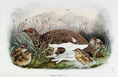 Afbeelding van de patrijs (Patrijs of Lagopus mutus) (Chromolithografie)