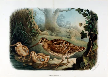 Afbeelding van de houtsnip (Scolopax rusticola) (Chromolithografie)