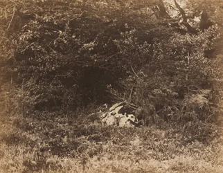 Een rots in het bos,c. 1865 (foto)