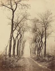 Weg en bomen met rijp,1860 (foto)