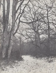 Weg in het Bos