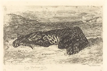 Tijger die Slaapt in de Woestijn
