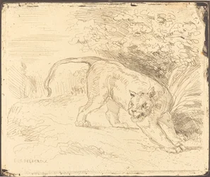 Tijger in Rust