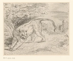 Tijger
