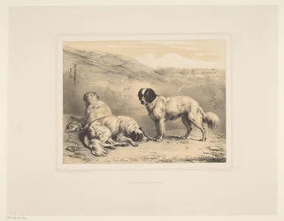 Drie honden