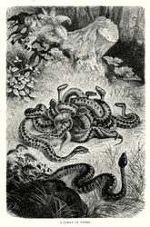 Een familie adders (gravure)