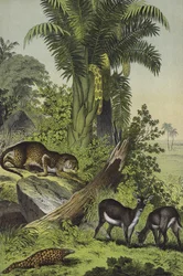 Dieren en planten van India (kleur litho)