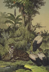 Dieren en planten van Nieuw-Granada, Zuid-Amerika