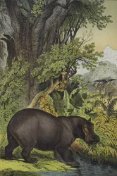 Dieren en planten van moerasbos in Soedan