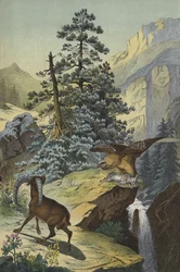Dieren en planten van de Alpen (kleur litho)