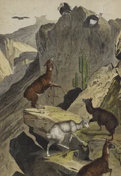 Dieren en planten van de Andes