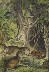 Dieren van Guiana (kleur litho)