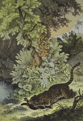 Dieren van Guiana