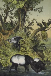 Dieren van Malakka en Sumatra