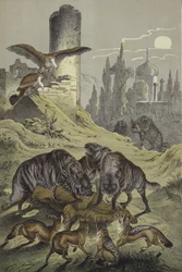 Dieren van Noord-Afrika (kleurenlitho)