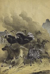 Dieren van Zuidelijk Afrika (kleur litho)