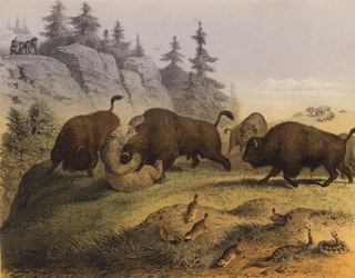 Dieren van de Amerikaanse prairies