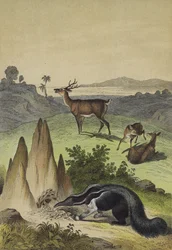 Dieren van de Zuid-Amerikaanse Pampas