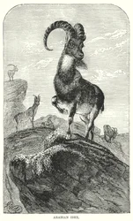 Arabische steenbok (gravure)