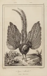 Argus Malel, Argus Mannetje