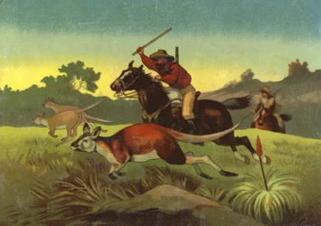 Hunting kangaroos (chromolitho)