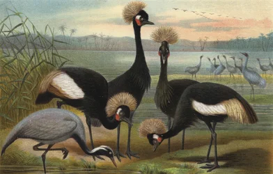 Maagden en Pauwenkraanvogel