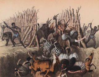 Kaffers drijven dieren in een put