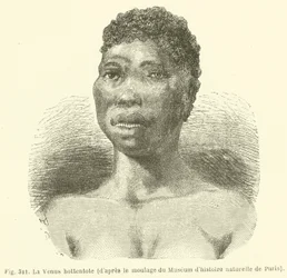De Venus hottentot, volgens de mal van het Museum voor Natuurgeschiedenis van Parijs
