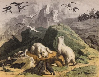 IJsberen van Noord-Siberië die zich tegoed doen aan een dode Walrus