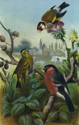 Distelvink, sijs en goudvink