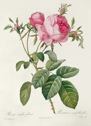 Thory, les Roses, Rosa Centifolia Foliaca