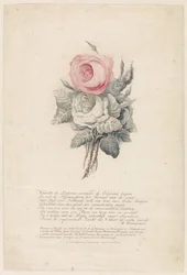 Rozen